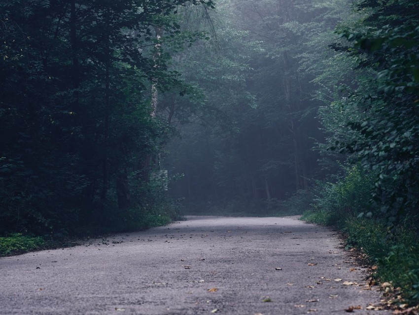 forest fog road turn trees PNG files with no royalties