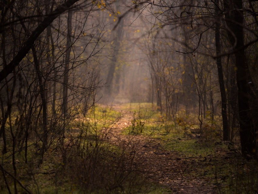 forest fog trees branches path Clean Background Isolated PNG Character