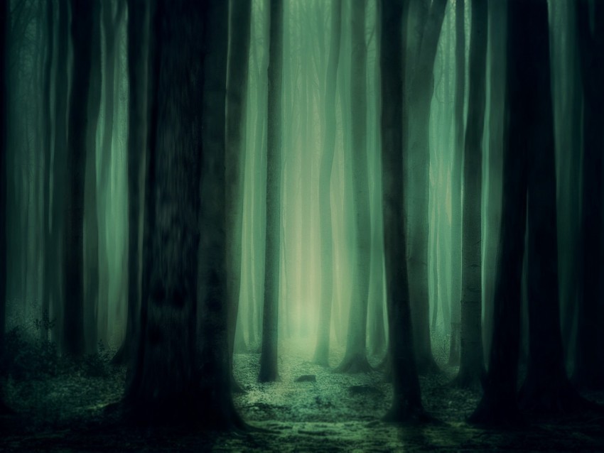 forest fog trees dark gloomy Free PNG images with alpha channel 4k wallpaper