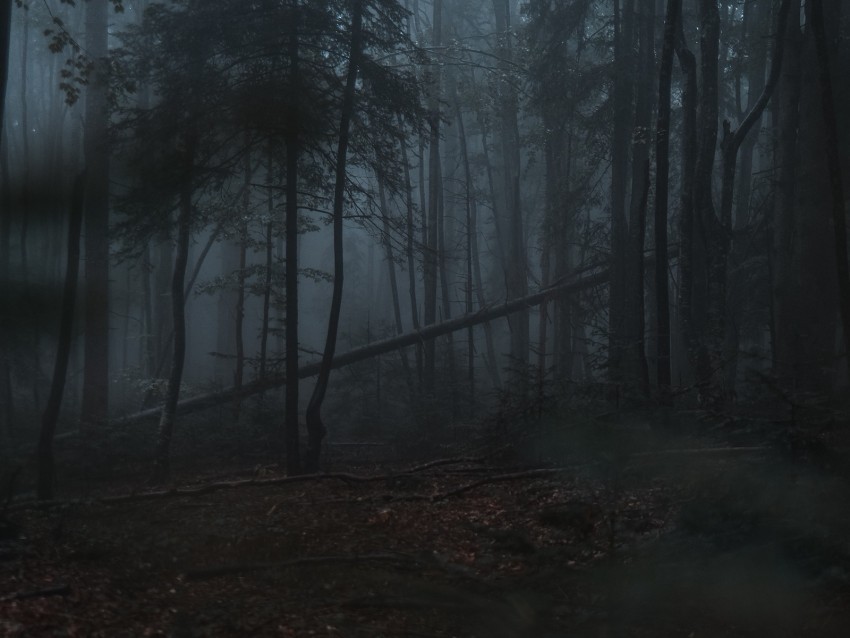 forest fog trees gloomy dark PNG with Isolated Object