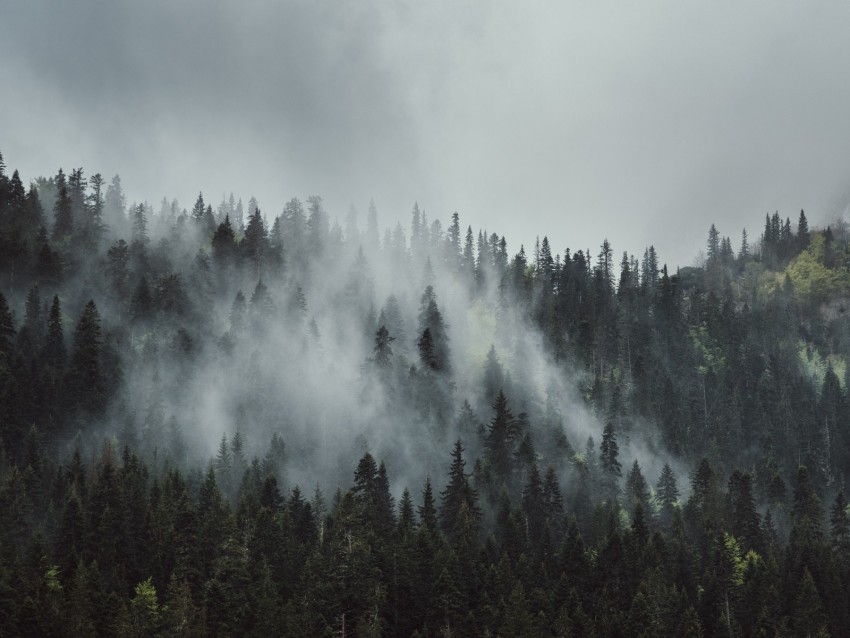 forest fog trees mountains crowns tops PNG Graphic Isolated on Transparent Background 4k wallpaper