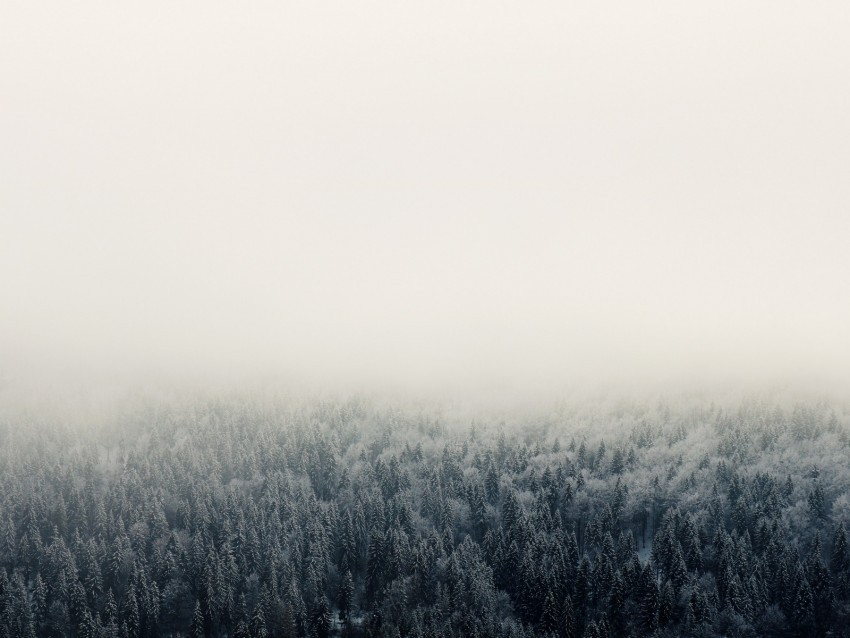 forest fog trees sky PNG for business use