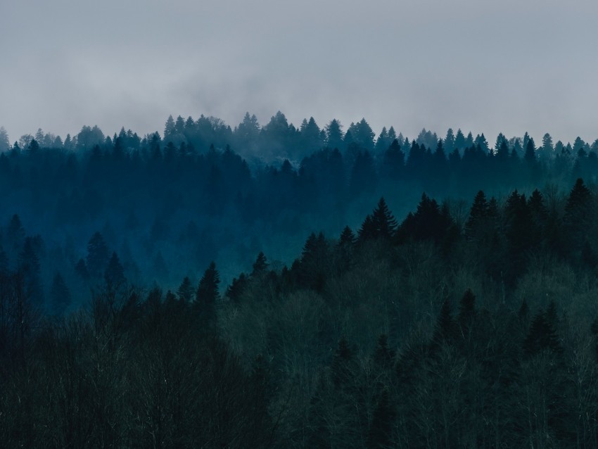 forest fog trees top view sky PNG for online use 4k wallpaper