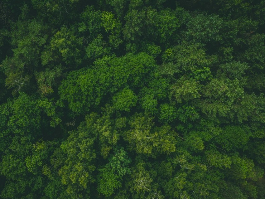 forest green aerial view trees treetops Transparent Background PNG Isolated Design