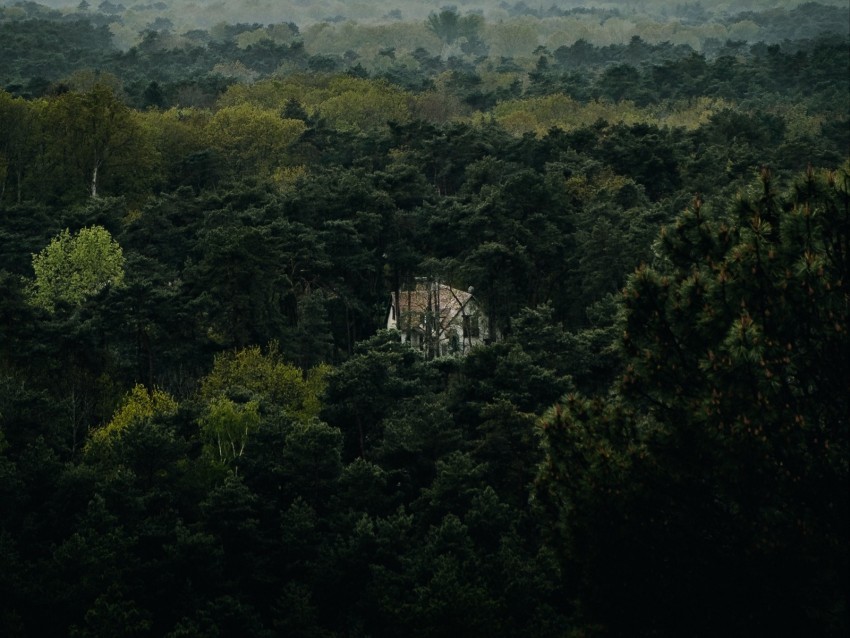 forest house lonely aerial view trees nature PNG Isolated Illustration with Clarity 4k wallpaper