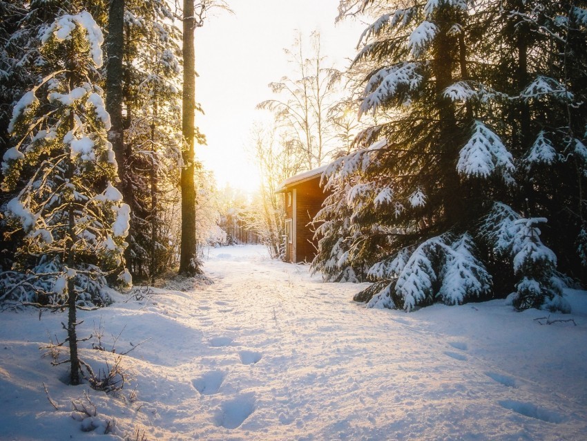 forest house snow winter sunlight PNG images without licensing