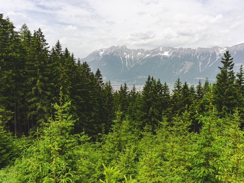 forest mountains landscape trees pines PNG with transparent background free