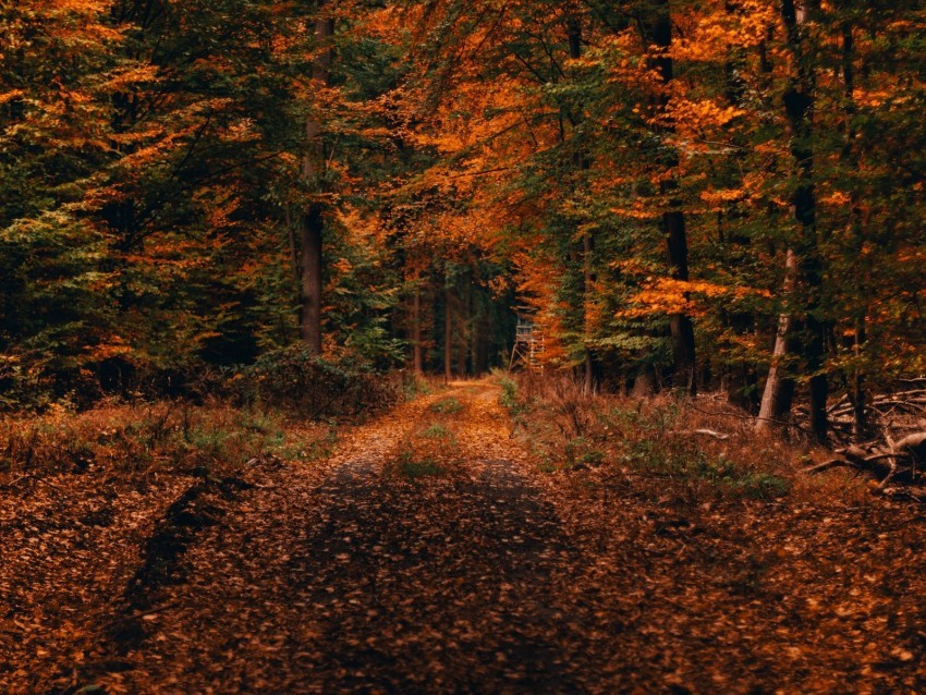 forest path autumn foliage fallen trees autumn landscape PNG files with no background free