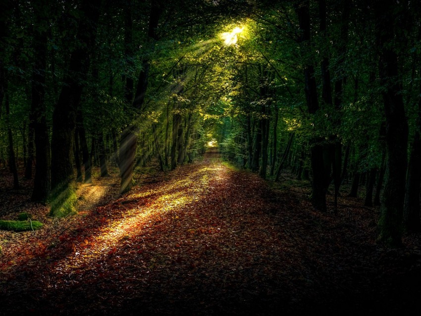 forest path autumn trees sunlight PNG images for graphic design