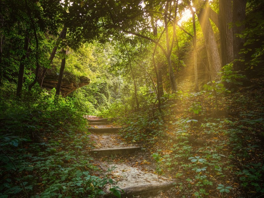 forest path stairs sunlight trees PNG for presentations