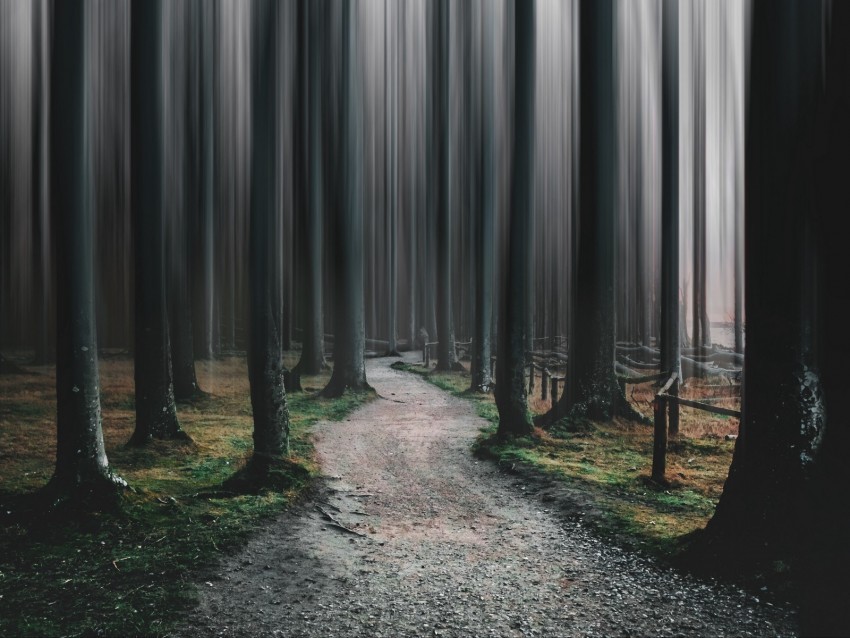 forest path trees blur illusion Transparent PNG Isolated Graphic with Clarity 4k wallpaper