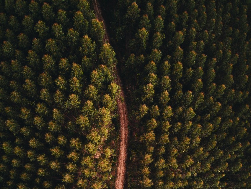 forest road aerial view trees tops Transparent PNG images collection