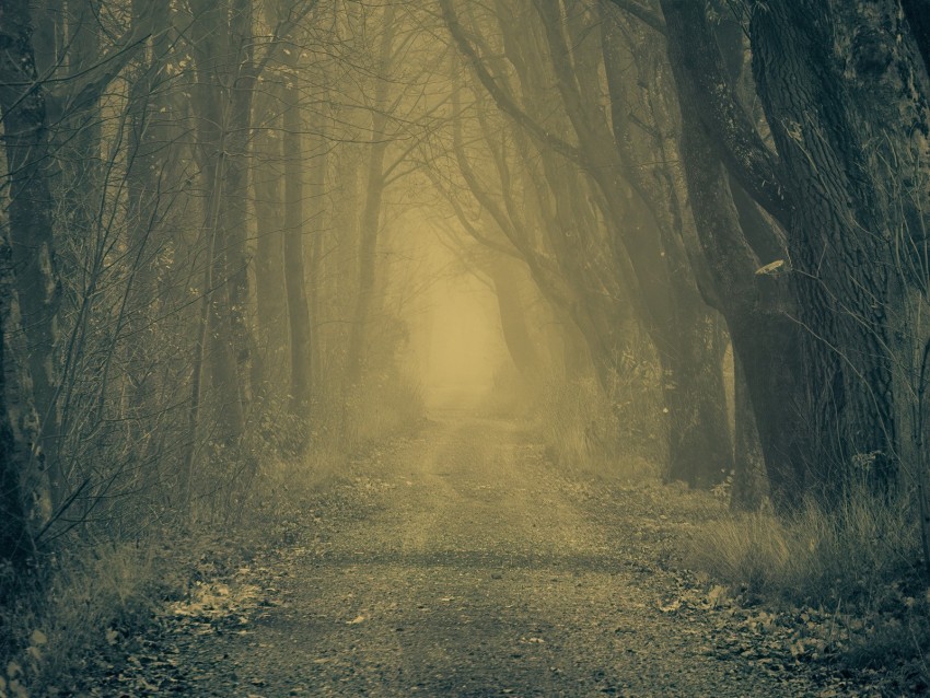forest road fog trees autumn gloomy atmosphere PNG Image with Isolated Artwork