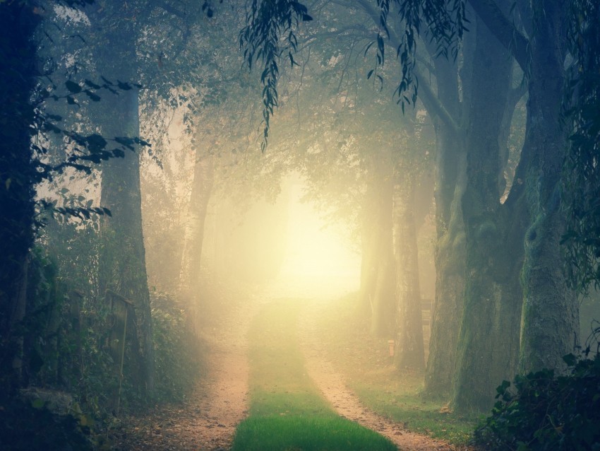 forest road fog trees light turn PNG Image with Isolated Graphic Element