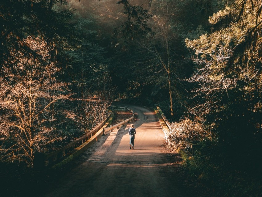 forest road man lonely loneliness trees branches PNG Image with Isolated Graphic