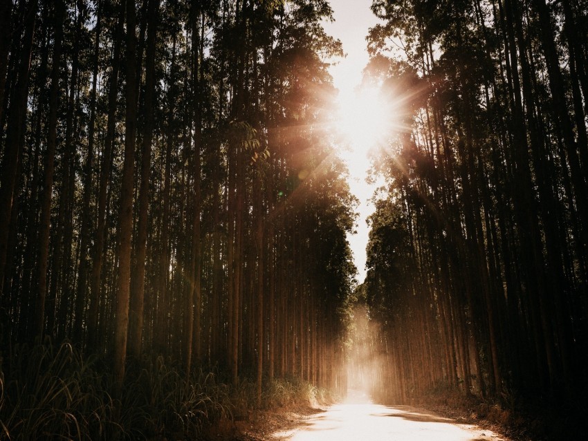 forest road sunlight trees glare rays Free PNG file