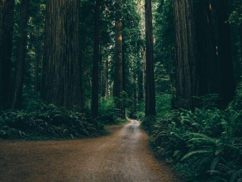 forest road trees branches green Free PNG images with alpha transparency compilation 4k wallpaper