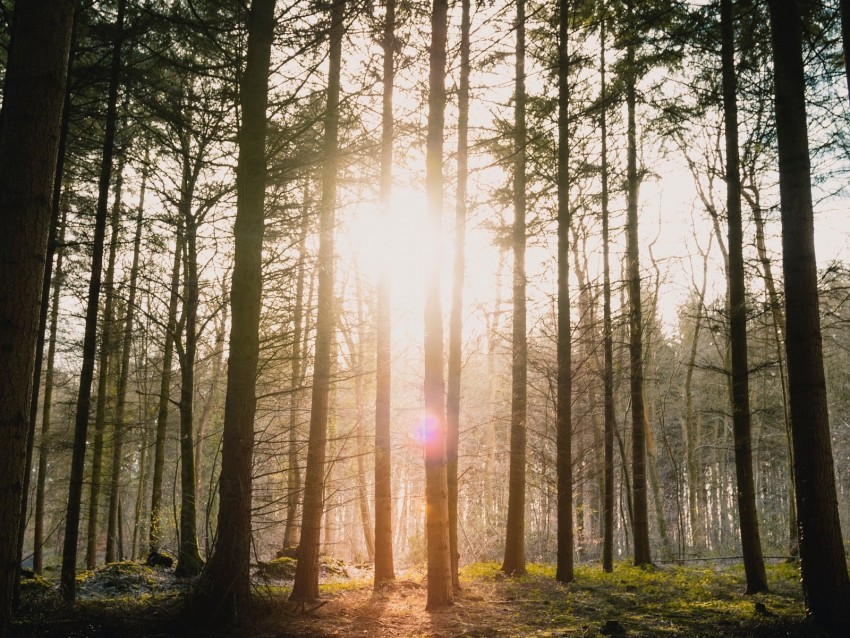 forest sun blinding bright glare rays trees Clear background PNG images diverse assortment