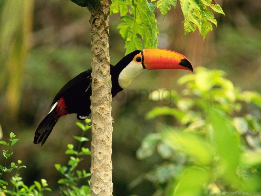 forest toco toucan tropical wallpaper Free PNG file