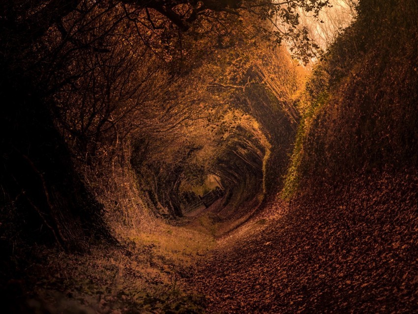 forest trail autumn rotation swirling Isolated Element with Clear Background PNG