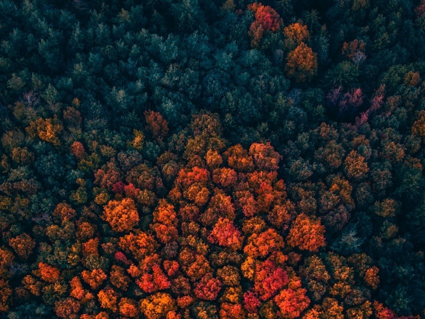 forest trees aerial view autumn autumn colors bright PNG images for websites