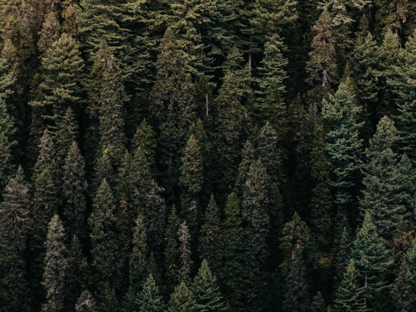 forest trees aerial view green vegetation High-resolution PNG images with transparent background