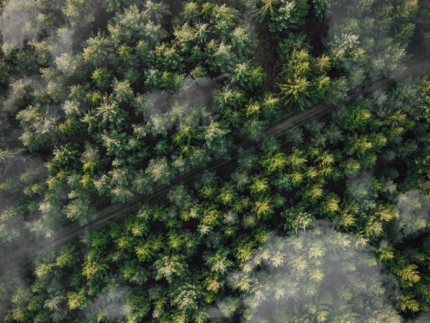 forest trees aerial view tops trail clouds Transparent PNG Isolated Item with Detail