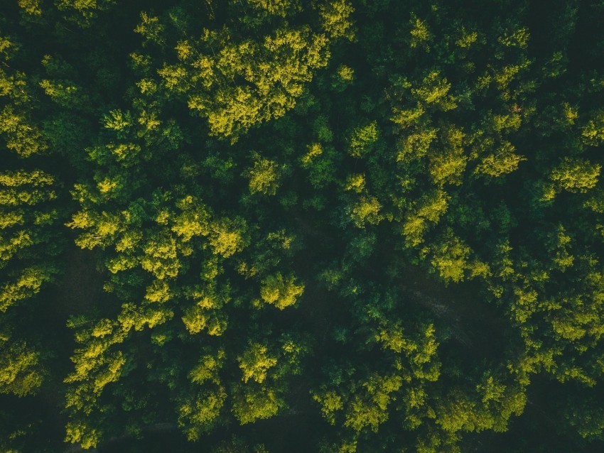 forest trees aerial view treetops green Transparent PNG images database