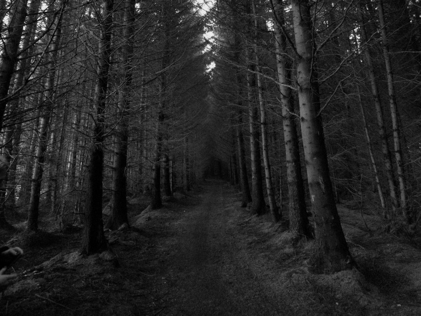 forest trees bw path autumn gloomy Clear PNG pictures comprehensive bundle