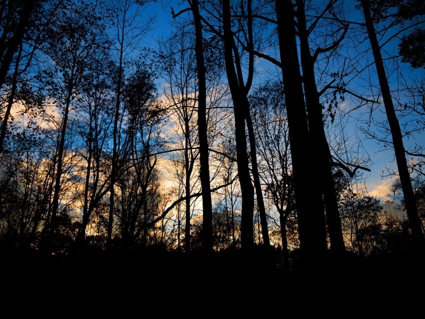forest trees dark twilight evening Transparent background PNG images complete pack
