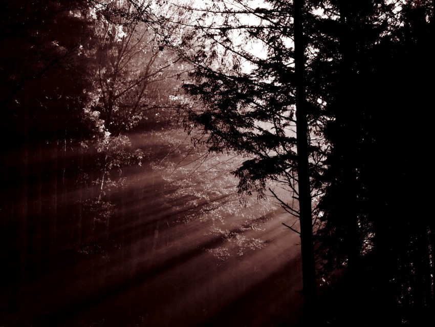 forest trees dawn haze sunbeams dark PNG Image with Clear Background Isolation