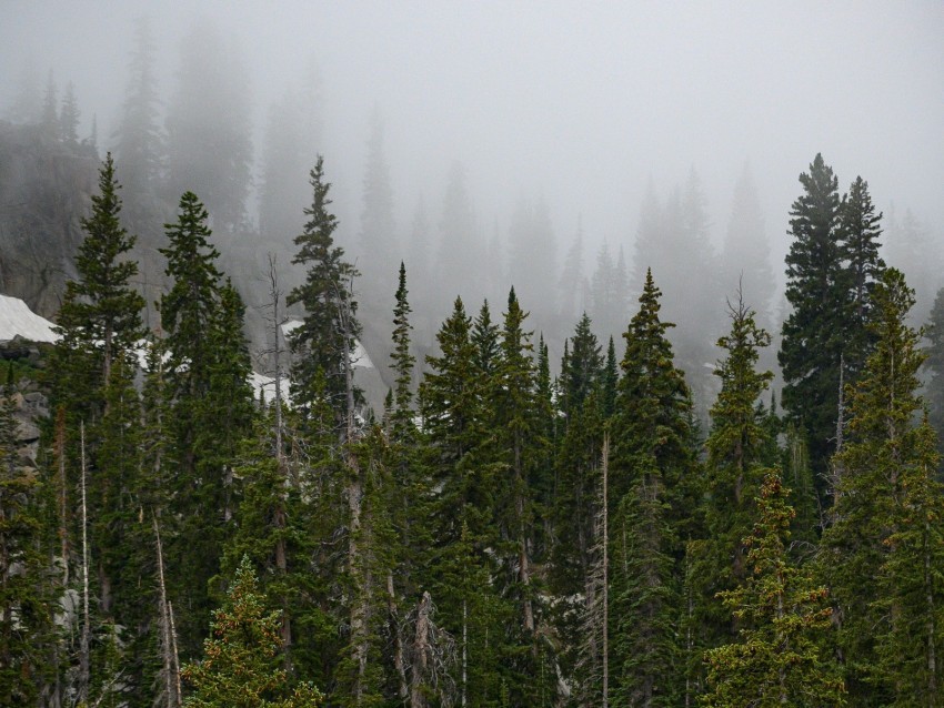 forest trees fog pine tops PNG transparent photos assortment