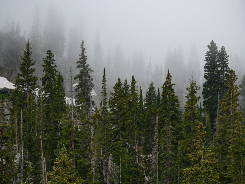 forest trees fog pine tops PNG transparent photos assortment 4k wallpaper