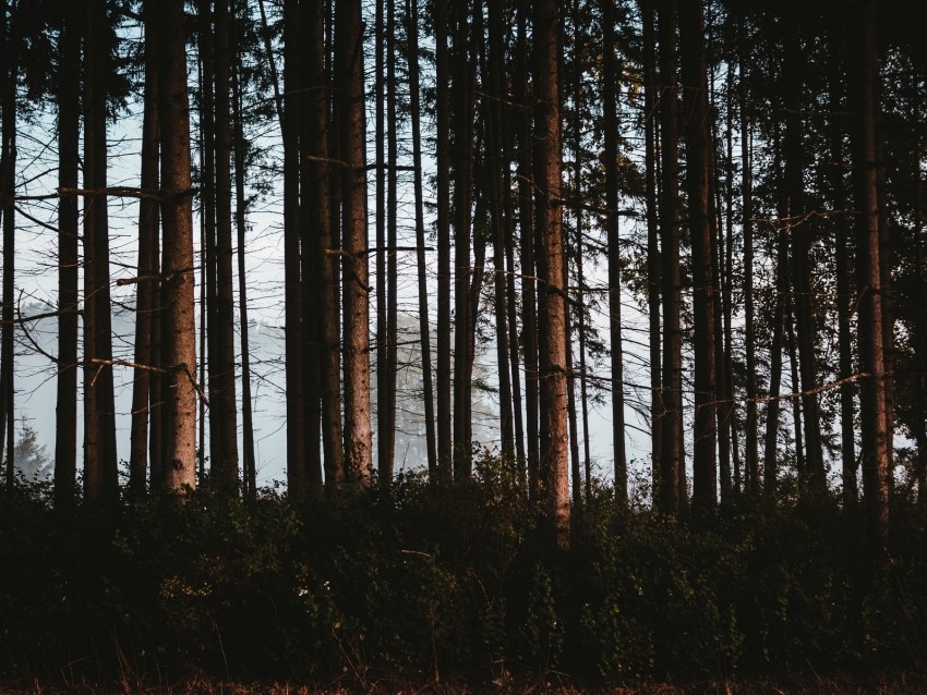 forest trees fog trunks Free PNG download