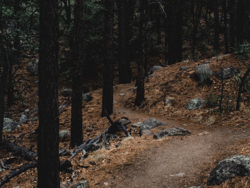 forest trees path slope stones PNG for digital art