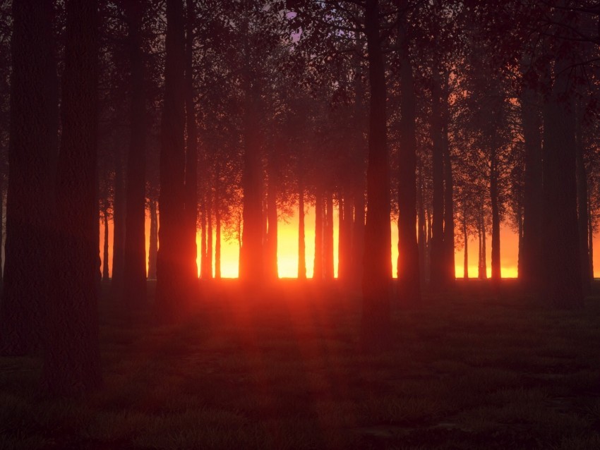 forest trees shine bright glow Isolated Graphic on HighQuality PNG