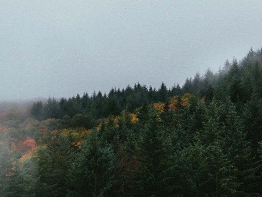 forest trees sky autumn fog PNG Isolated Object with Clarity