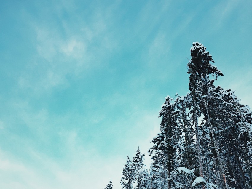 forest trees snowy tops sky winter Transparent PNG Isolated Subject Matter