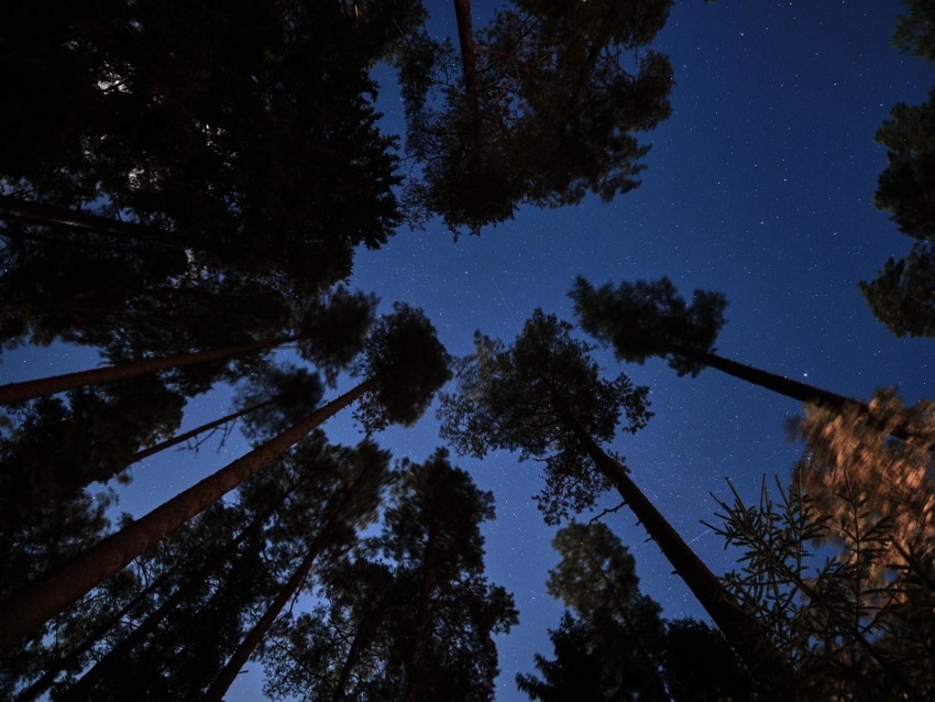 forest trees starry sky night dark Isolated Item in Transparent PNG Format