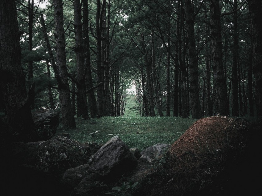 forest trees stones pine coniferous PNG with no bg