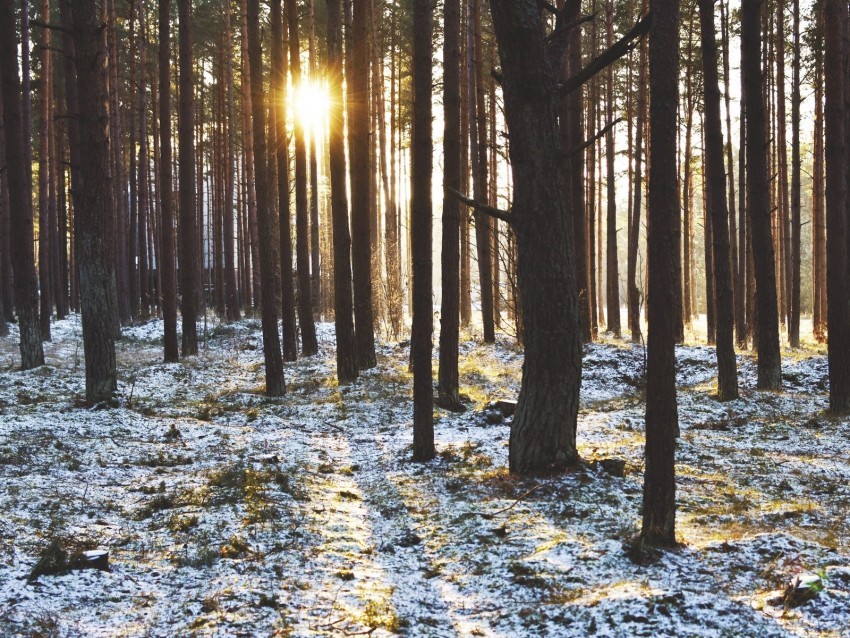 forest trees sunset sun winter rays PNG Image with Isolated Element