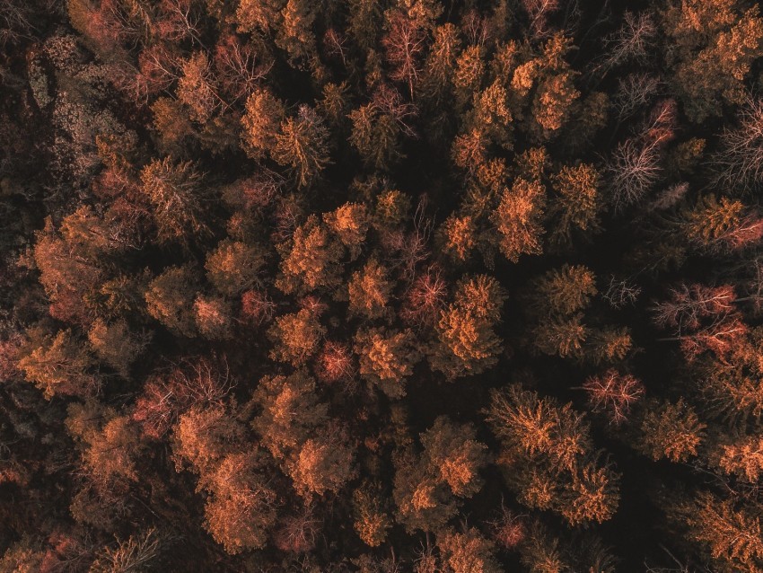 forest trees tops thick autumn aerial view sweden PNG Graphic with Isolated Clarity