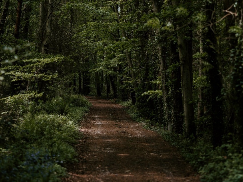 forest trees trail turn vegetation Transparent Cutout PNG Graphic Isolation