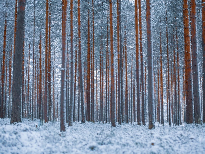 forest trees winter snow minimalism Isolated Subject on HighQuality PNG