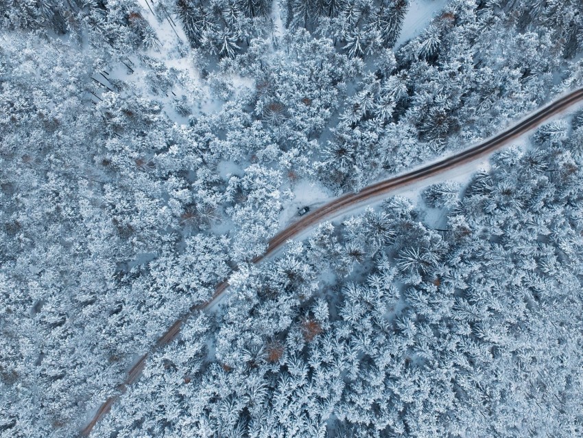 forest winter aerial view snow snowy trees Free PNG