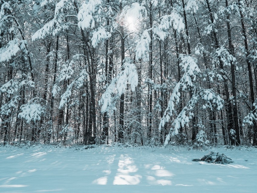 forest winter snow trees light Free PNG images with alpha transparency
