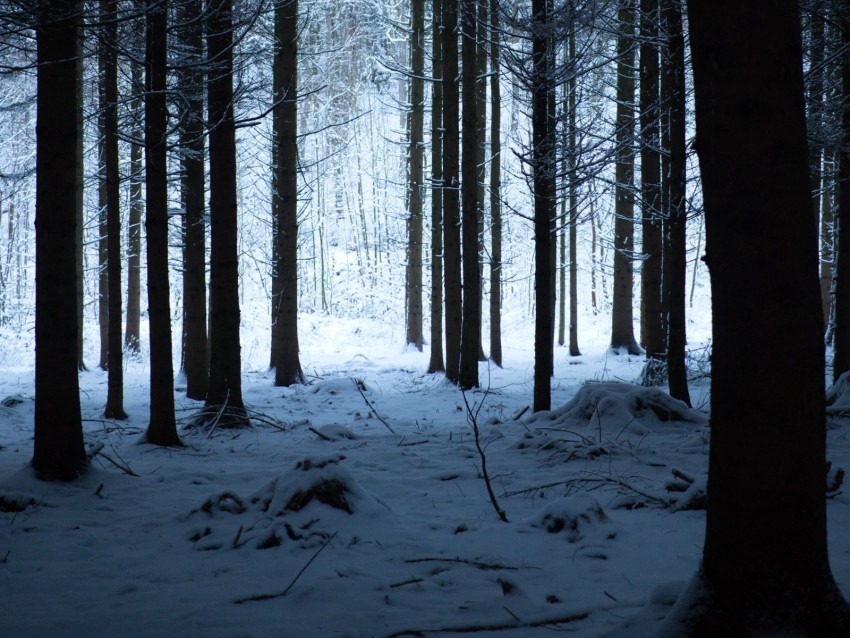 forest winter snow trees snowy hike Transparent PNG images complete package 4k wallpaper