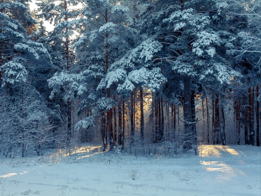 forest winter snow trees winter landscape Clear PNG images free download