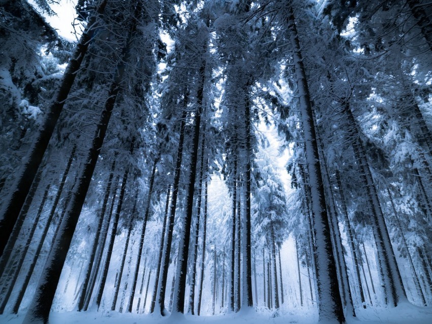 forest winter trees snow bottom view fog PNG with no cost
