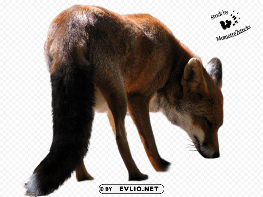 fox HighQuality PNG with Transparent Isolation png images background - Image ID 456cb920